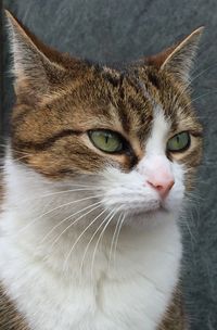 Close-up portrait of a cat