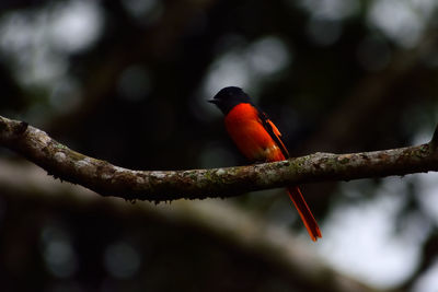 Close-up of bird perching on branch