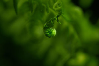 Close-up of fern leaf