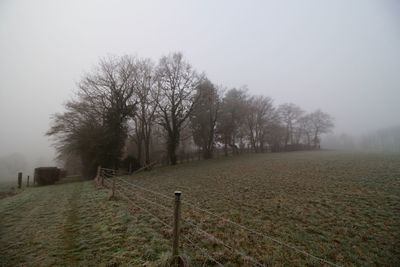 Trees on field against sky