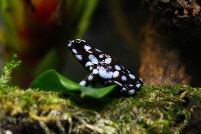 Close-up of butterfly