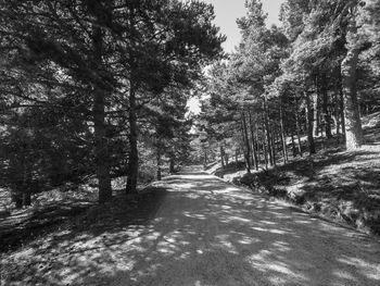 Road amidst trees in forest