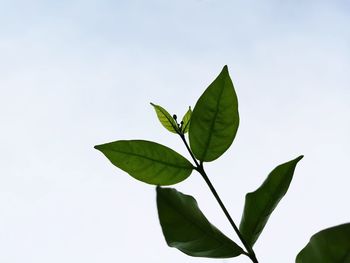 Close-up of butterfly on plant