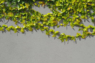 High angle view of ivy growing on tree