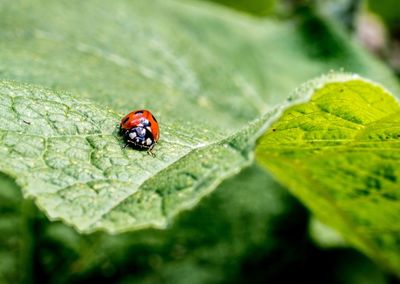 Close-up of ladybug on leaf