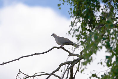 Gentle sunlight hits the face and red eye of this wild british collared dove. blue sky and clouds