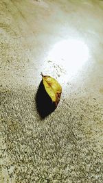 High angle view of insect on leaf