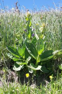 Plants growing on field