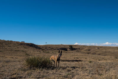 View of a horse on field