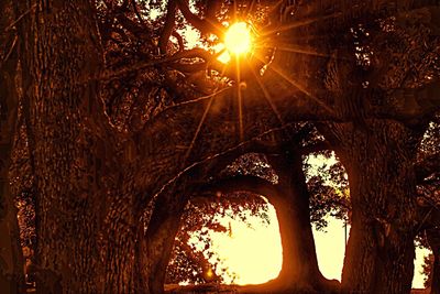 Sun shining through tree in city