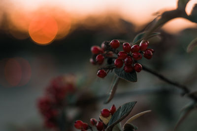 Close-up of red berries growing on tree