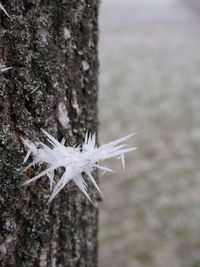 Close-up of tree trunk during winter