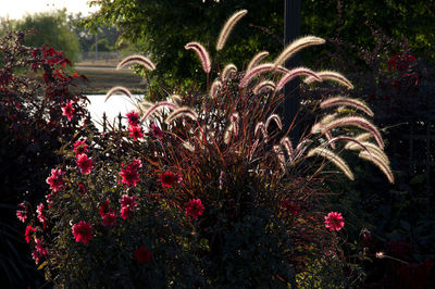 View of red flowering plants in park