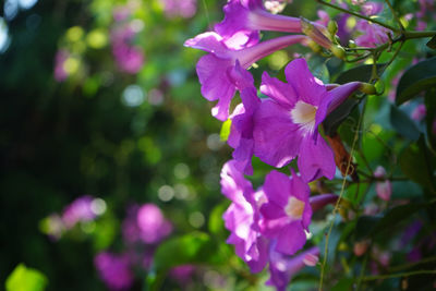 Close-up of pink flowering plant