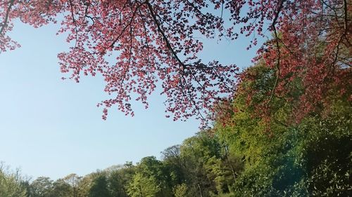 Low angle view of trees