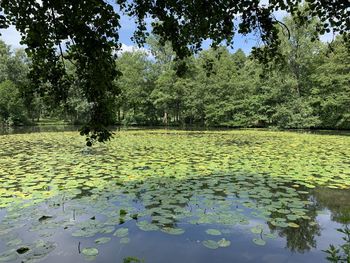 Scenic view of lake in park