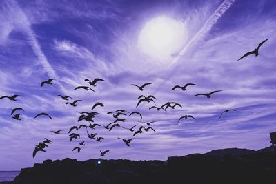 Low angle view of birds flying in sky
