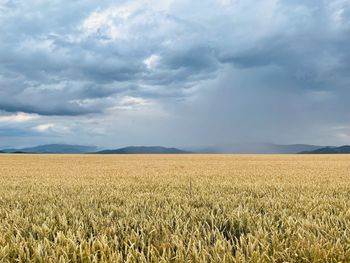 Scenic view of agricultural field against sky