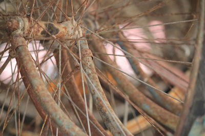 Close-up of tree branch