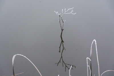Close-up of plant