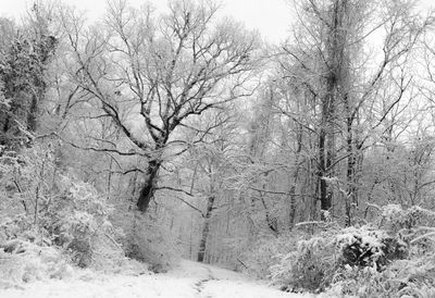 Bare trees on landscape