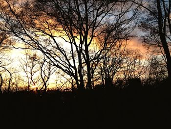 Silhouette of bare trees at sunset