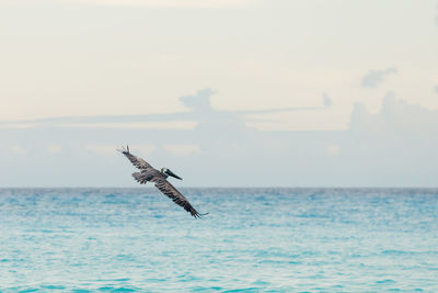 Scenic view of pelican flying over calm sea