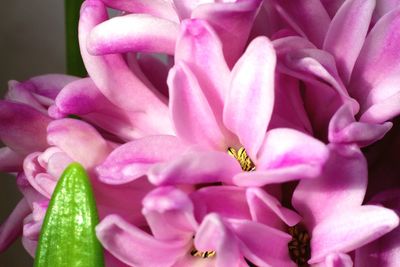 Close-up of pink flowers