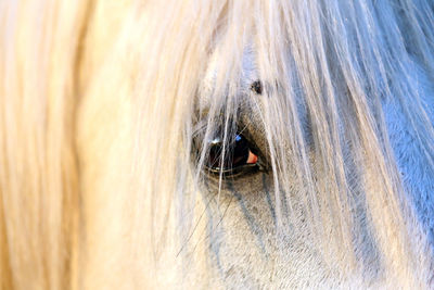 Close-up of a dog