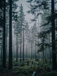 Pine trees in forest