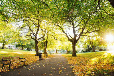 Empty road amidst trees in park during autumn