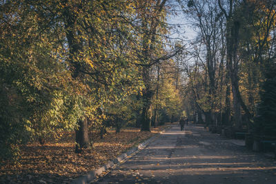 Trees in forest during autumn