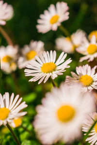 Close-up of white daisy flowers