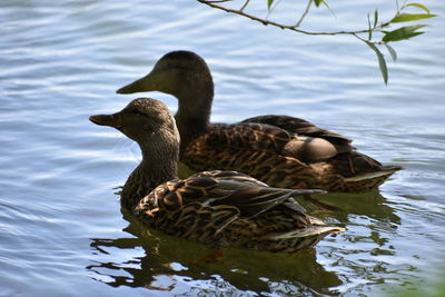 Duck swimming in lake