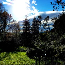 Low angle view of trees against sky