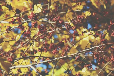 Close-up of leaves against blurred background