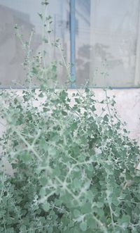 Close-up of ivy growing in greenhouse