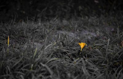 Close-up of crocus on field at night