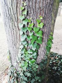 Close-up of ivy growing on tree trunk