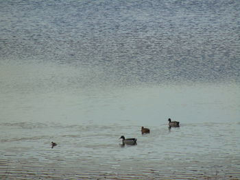 Birds in water