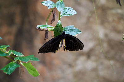 Close-up of butterfly pollinating