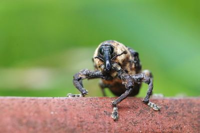 Close-up of insect on wood