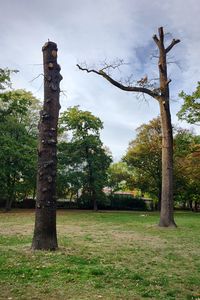 Trees on field against sky