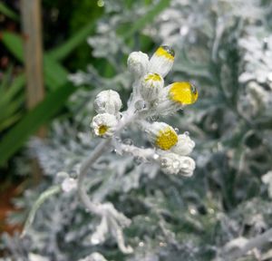 Close-up of white flowers