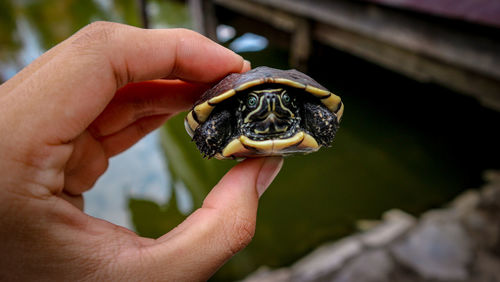 Close-up of human hand holding small turtle