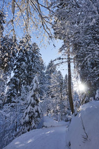 Low angle view of trees against sky during winter