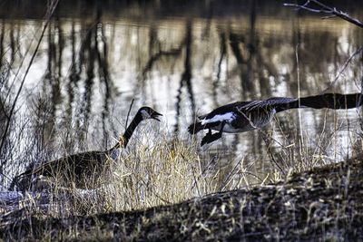 Bird flying over lake