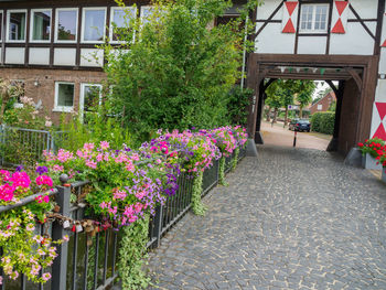 Pink flowering plants on footpath by building