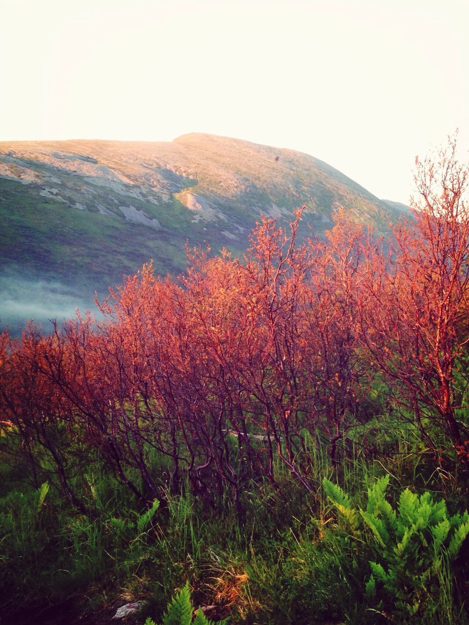 tree, beauty in nature, mountain, growth, tranquil scene, clear sky, tranquility, scenics, nature, landscape, flower, plant, autumn, non-urban scene, season, change, field, sky, idyllic, mountain range