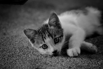 Close-up portrait of cat lying on floor